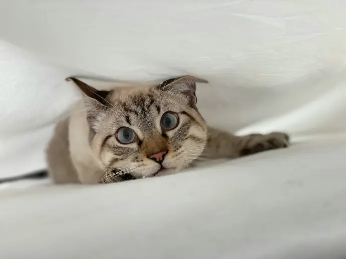 brown tabby cat on white textile